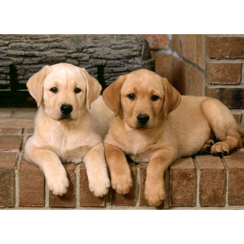 Cialda in ostia per torta con CANI ANIMALI CUCCIOLI  personalizzata