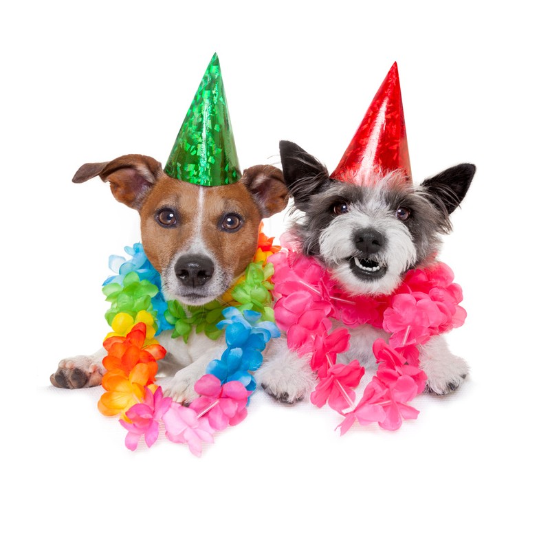 Cialda in ostia per torta con CANI AUGURI ANIMALI personalizzata