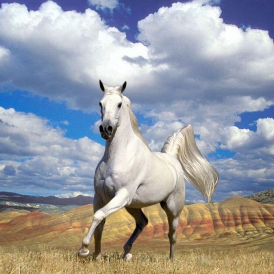 Cialda ostia senza glutine per torta rettangolare, CAVALLI, CAVALLO, personalizzata con nome, disco, dolce, torte, cialde, fogli, ostie, cake topper, decorazioni, AO