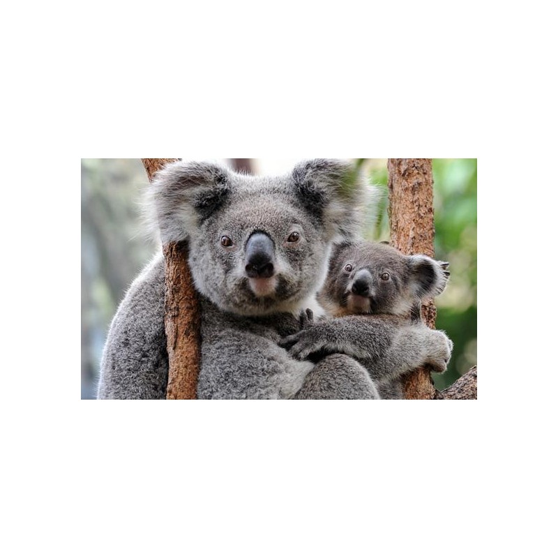 Cialda in ostia per torta con KOALA ANIMALE CON FIGLIO personalizzata