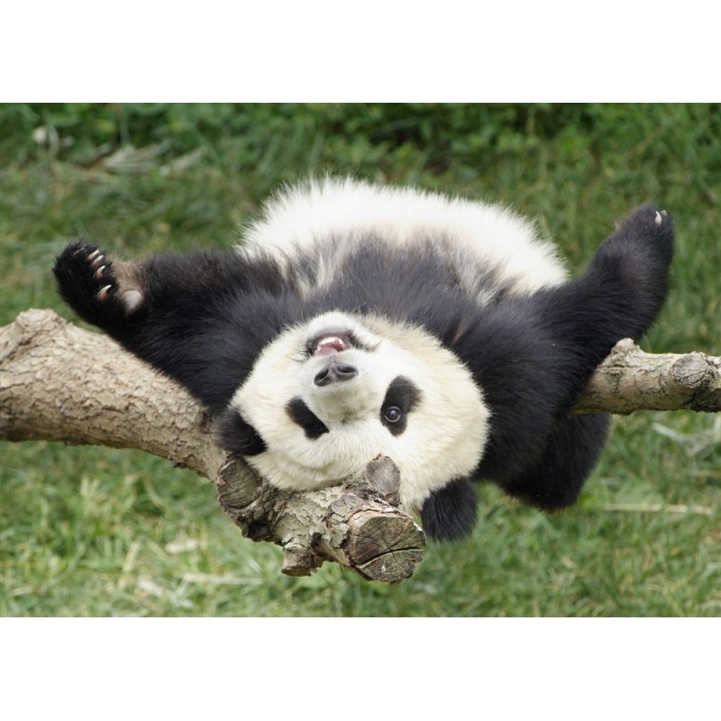 Cialda in ostia per torta con PANDA ANIMALE SDRAIATO personalizzata